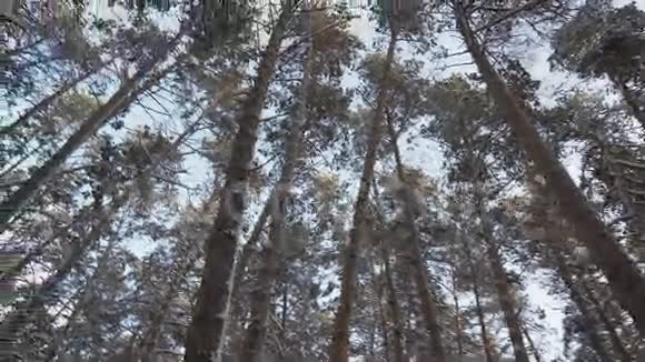 冬季森林高雪覆盖松树全景循环录像视频的预览图