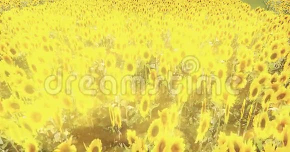 向日葵和阳光明亮的田野风景视频的预览图