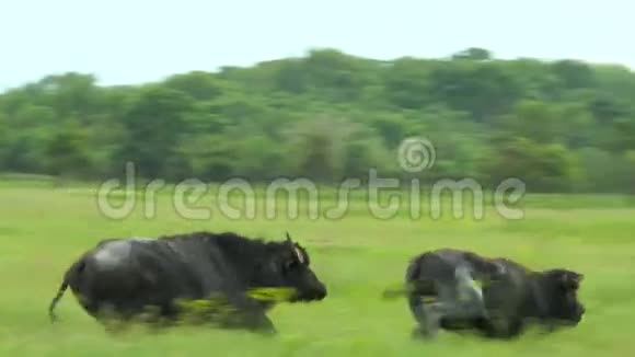 两头黑公牛互相追逐视频的预览图