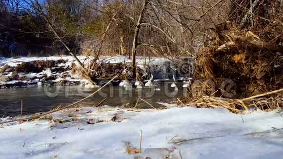 冬天的雪岸河冰冷的水流淌着河边的雪环绕着美丽的树木视频的预览图