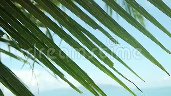 在模糊的热带海滩上棕榈叶以缓慢的运动为背景1920x1080视频的预览图
