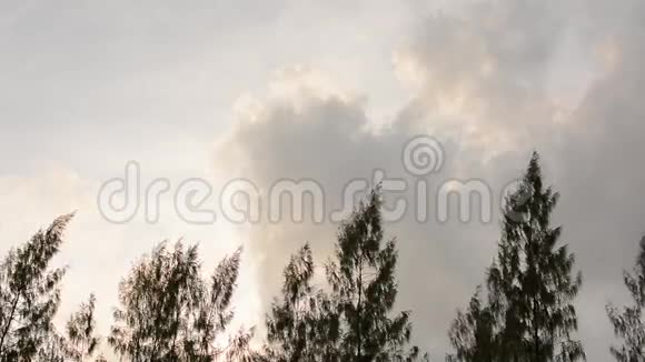松树顶在风中移动视频的预览图