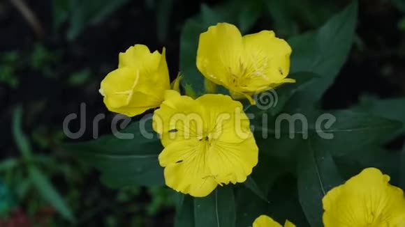 花园里有黄色的花视频的预览图