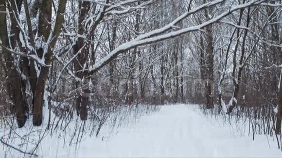 带有滑雪板痕迹的冬季景观循环视频的预览图