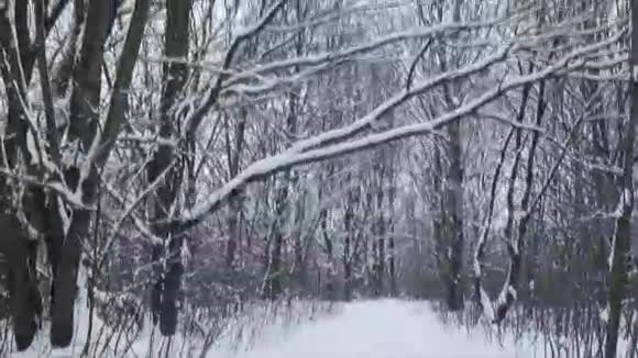 带有滑雪板痕迹的冬季景观循环视频的预览图