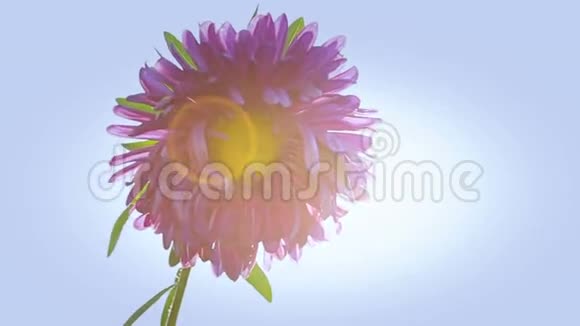 太阳下蓝天背景上的紫色紫菀花视频的预览图