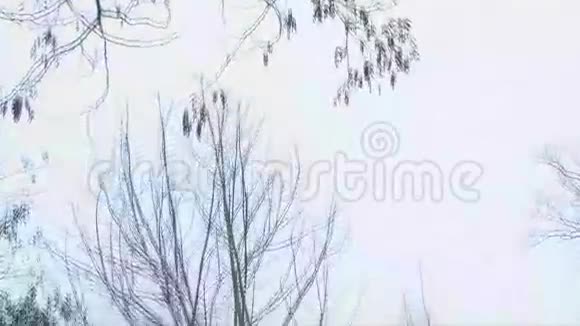 混林中的雪道循环潘潘视频的预览图