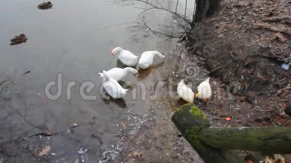 秋天白鹅在河岸上散步视频的预览图