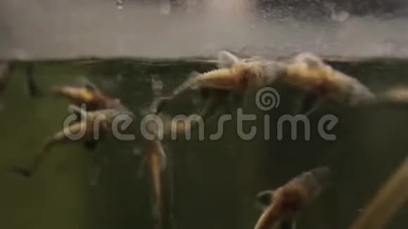 一只小鲟鱼在养鱼场视频的预览图
