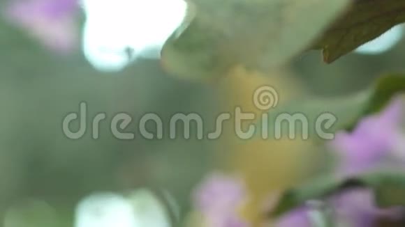 蒙纳薰衣草花与绿叶背景的离焦视频的预览图