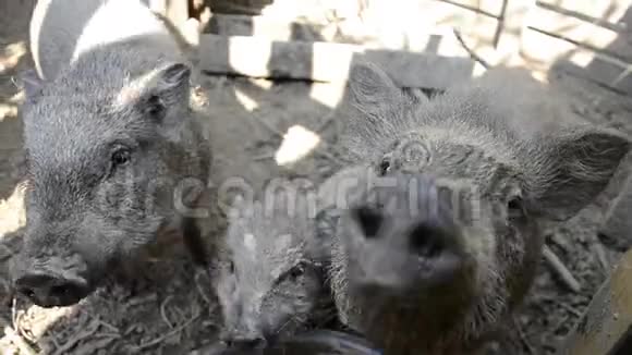 小猪一家看着农村农场院子里的镜头嗅着镜头年轻的越南小猪吃着传统的农场院子视频的预览图