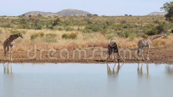 长颈鹿走到水里视频的预览图