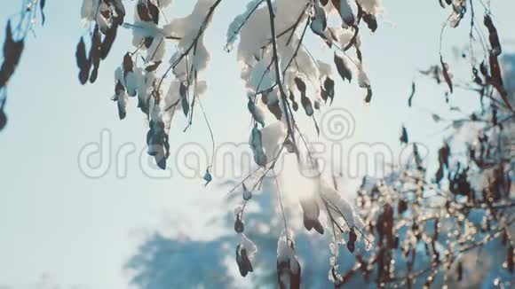 干冰枫树直升机树枝冬日雪天阳光在雪地里闪耀美丽的风景枯树视频的预览图