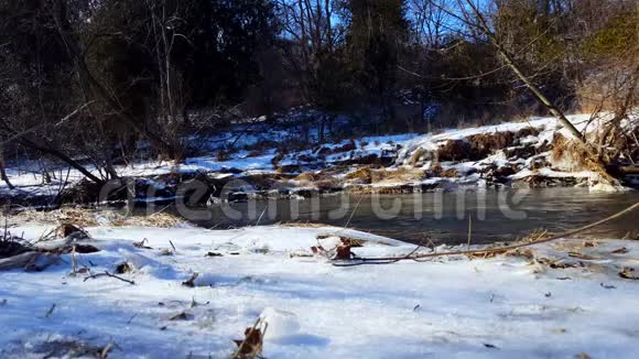 冬天的雪岸河冰冷的水随着河边的雪流过周围是美丽的树木视频的预览图