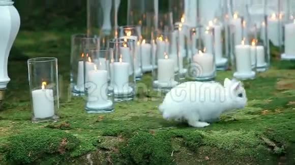 白兔对绿苔的婚礼装饰视频的预览图