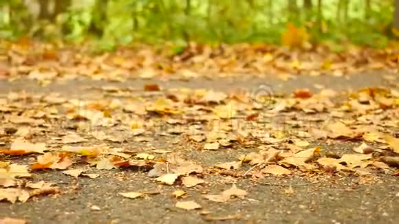 公园的小径橡树桦树和山毛榉的叶子在地上细节视图慢速控制摄像机移动视频的预览图