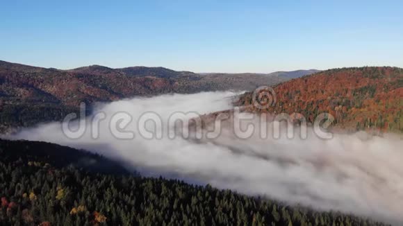 雾蒙蒙的早晨群山和森林神奇而多彩的秋天在喀尔巴阡山乌克兰视频的预览图
