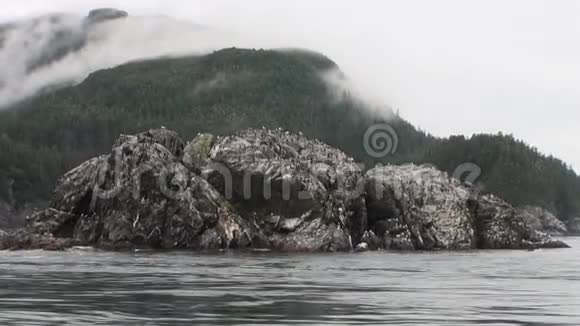 阿拉斯加海岸的海洋水中的岩石上的鸟视频的预览图