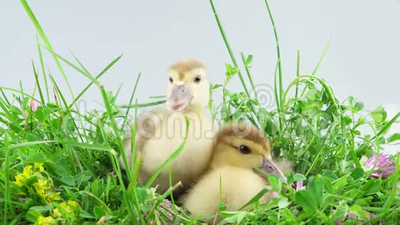 绿草中的两只小鸭子视频的预览图