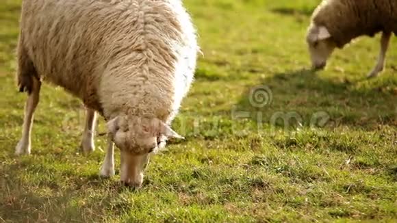 日落时分一只羊在草地上吃草视频的预览图