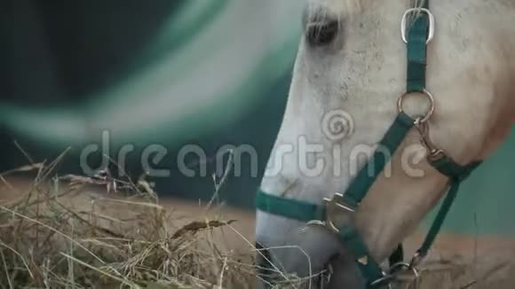 白马在马厩里吃干草视频的预览图