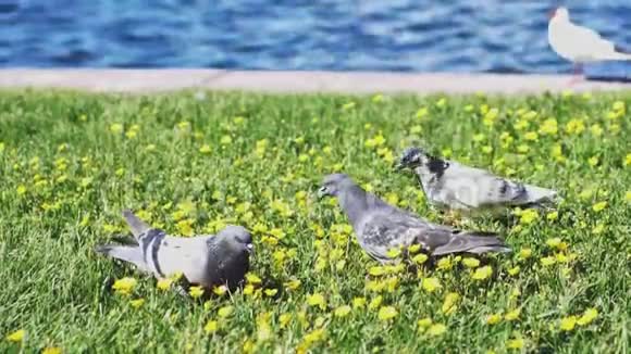 早上海鸥和鸽子在海边的花田的草地上吃东西慢动作1920x1080视频的预览图