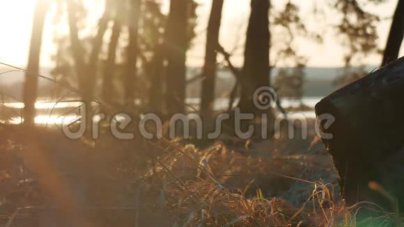 林中松林景观干草树桩剪影树在日落前被金色的阳光和户外阳光照射视频的预览图