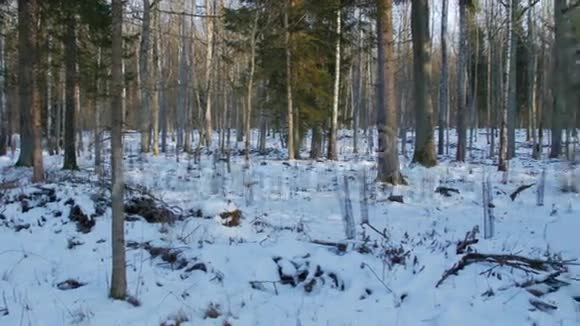 最近在冬季种了小树视频的预览图