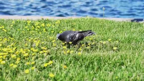鸽子早上在海边开花的草地上吃东西慢动作1920x1080视频的预览图