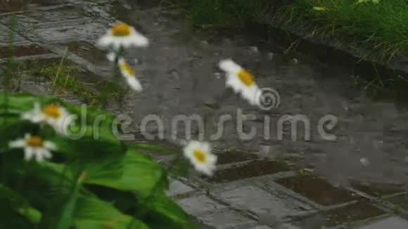 村里的夏雨视频的预览图