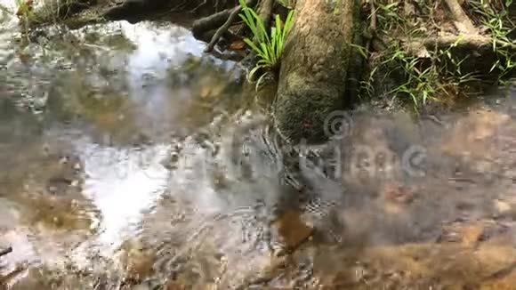 自然界流动的溪水背景视频的预览图