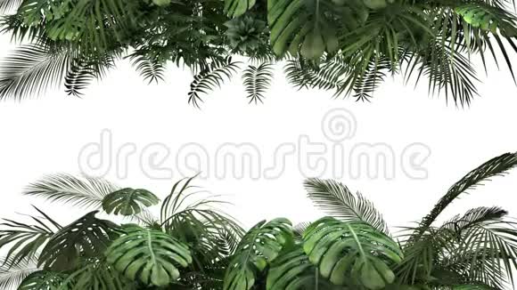 白色背景的热带植物视频的预览图