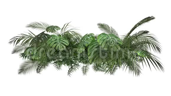 白色背景的热带植物视频的预览图