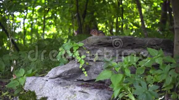 家鼠的小花栗鼠条纹啮齿动物坐在大石头上的花栗鼠视频的预览图