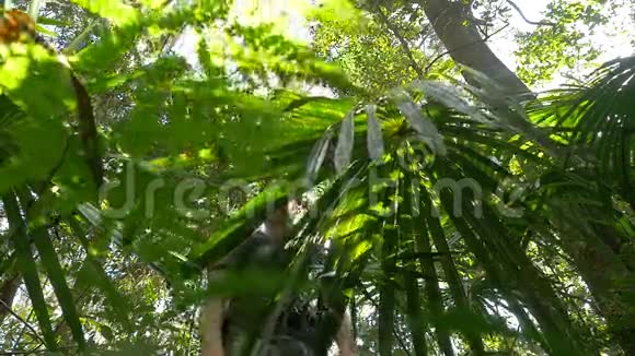徒步旅行靴在热带雨林森林里户外探险视频的预览图