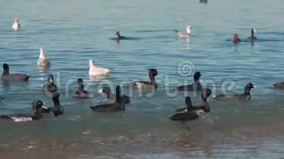 野鸭和海鸥游泳寻找食物鸟儿在波浪上摇摆蓝色的波浪在阳光下闪闪发光视频的预览图