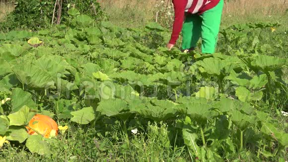 村民收获西葫芦植物走农场蔬菜种植园4K视频的预览图