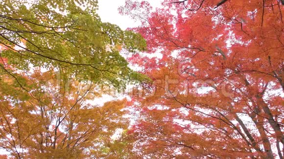 五颜六色的枫叶视频的预览图