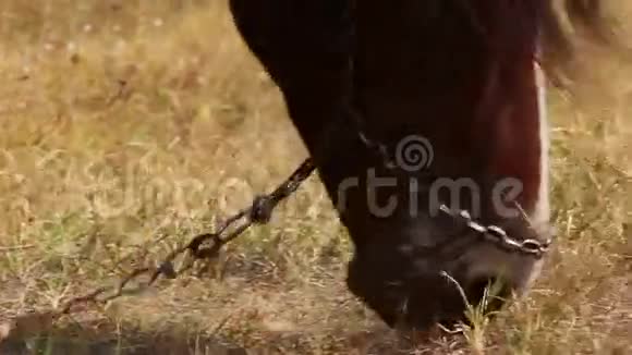 吃草的马走近点视频的预览图