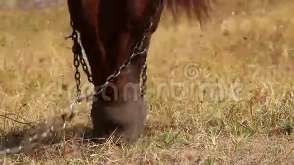 吃草的马走近点视频的预览图