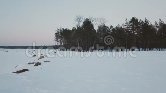 狗走冬林冬季冰雪覆盖的大型松林环绕的冰冻湖的鸟瞰图视频的预览图