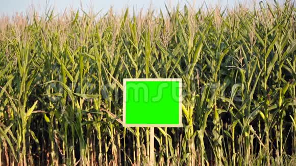 在田里种玉米绿色屏幕视频的预览图
