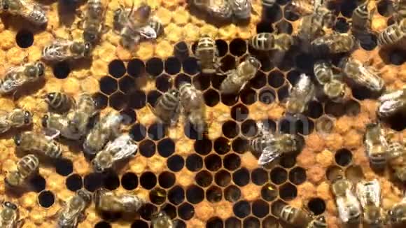 蜜蜂用蜂蜜做蜂巢视频的预览图