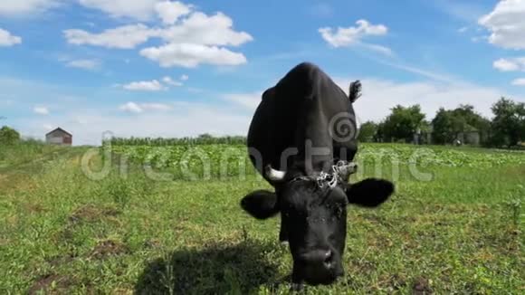 黑牛在草地上放牧靠近村庄的天空背景慢动作视频的预览图