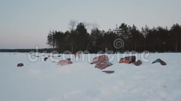 狗走冬林冬季冰雪覆盖的大型松林环绕的冰冻湖的鸟瞰图视频的预览图