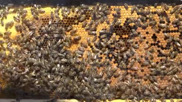 蜜蜂用蜂蜜做蜂巢视频的预览图