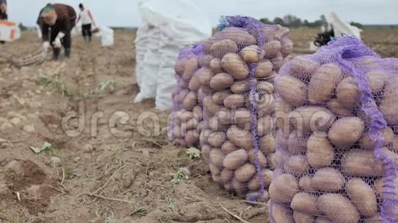 一袋袋的土豆站在田里农民收获土豆视频的预览图