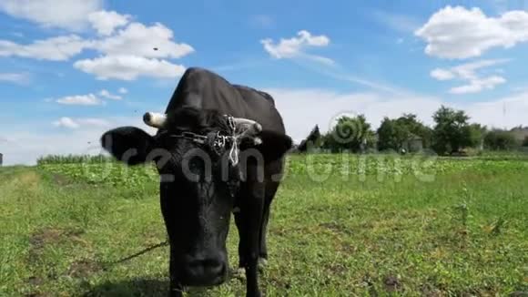 黑牛在草地上放牧靠近村庄的天空背景慢动作视频的预览图