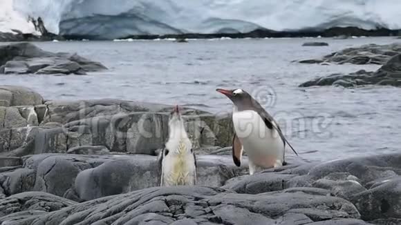 古图企鹅的屁股视频的预览图
