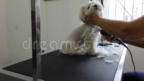 冷静的白色小狗在狗沙龙缩短在等待女人剪短头发的时候可以看到可爱的狗脸视频的预览图